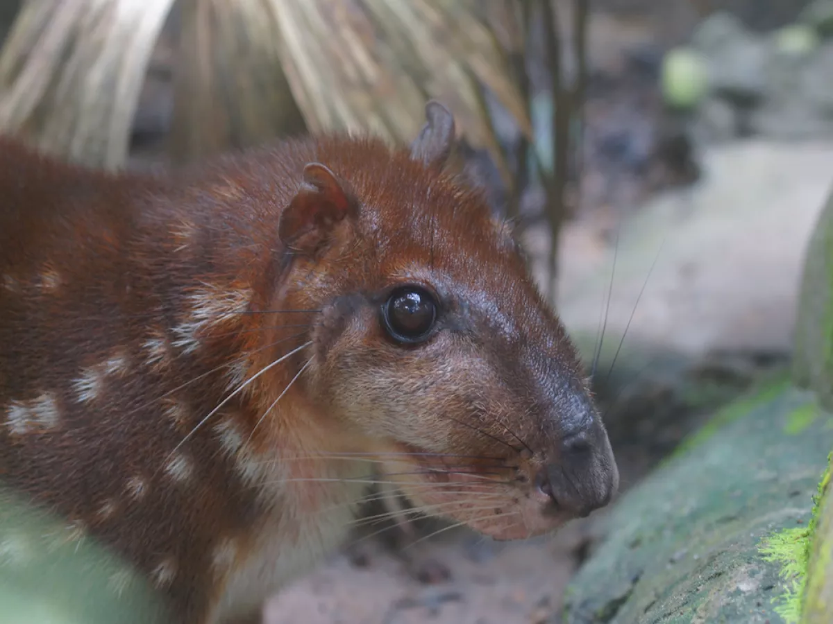 Saving the Amazon s Paca Sierra Club